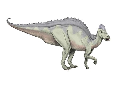 Hypacrosaurus