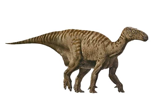 Iguanodon