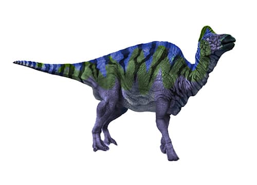 Jaxartosaurus