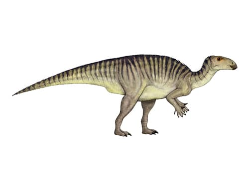 Jinzhousaurus