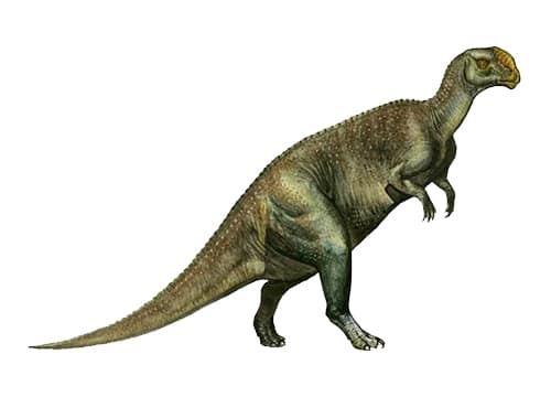 Kritosaurus