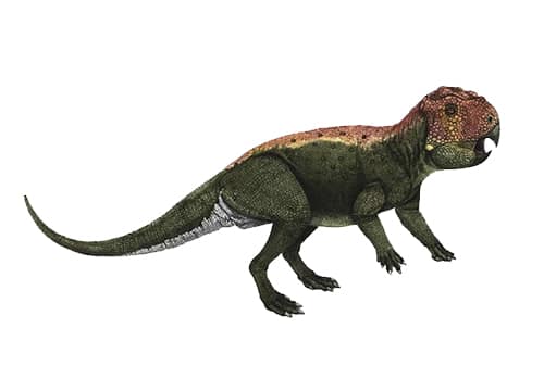 Lamaceratops