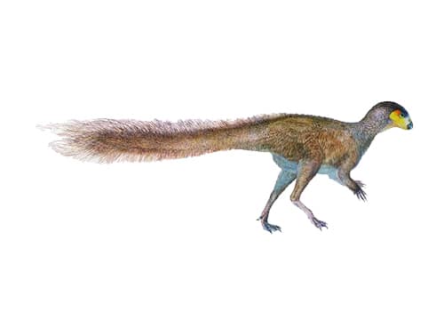 Leaellynasaura