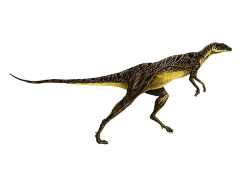 Lesothosaurus