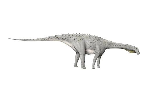 Magyarosaurus