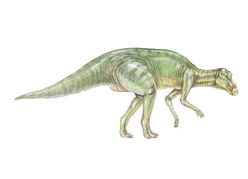 Maiasaura