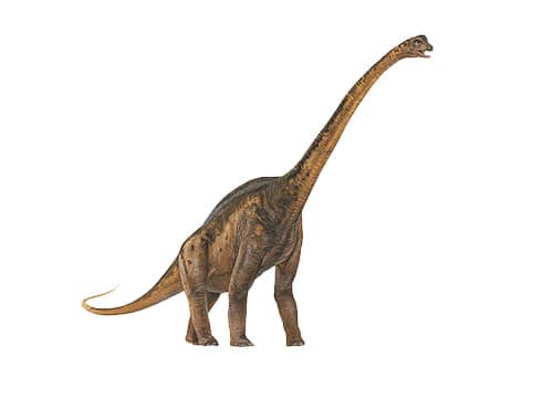 Malawisaurus