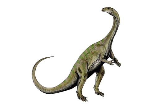 Massospondylus