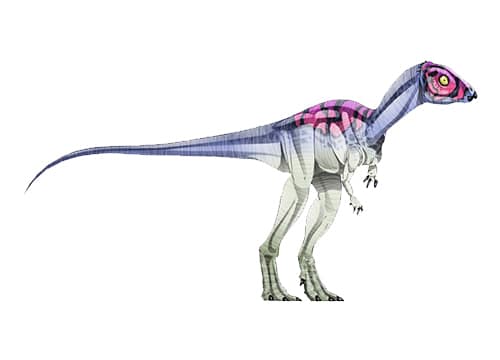 Micropachycephalosaurus