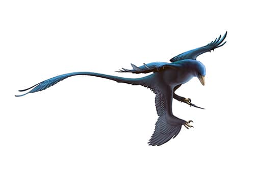 Microraptor