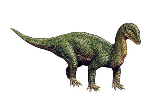 Mussaurus