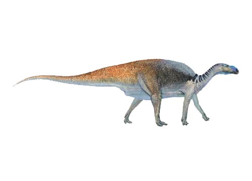 Muttaburrasaurus