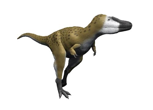 Nanotyrannus