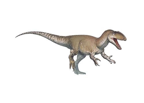 Neovenator