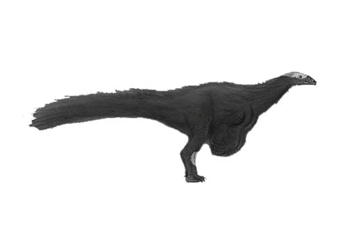 Nqwebasaurus