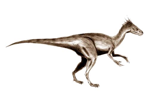 Ornitholestes