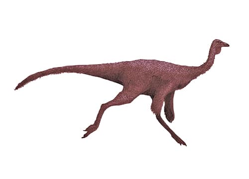 Ornithomimus