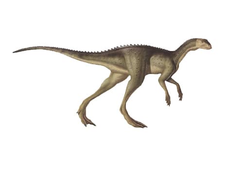 Oryctodromeus