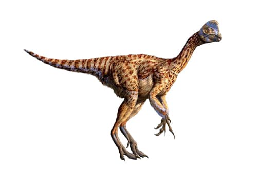 Oviraptor