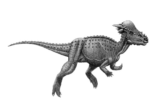 Pachycephalosaurus