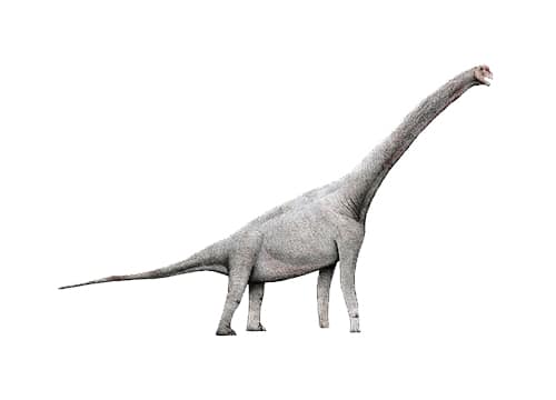 Pelorosaurus