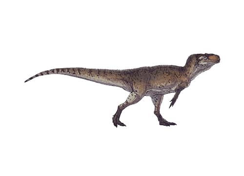 Piatnitzkysaurus