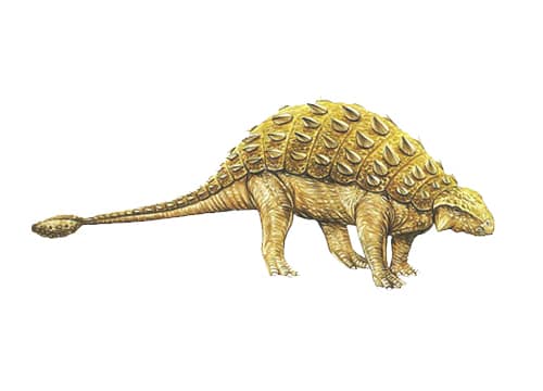 Pinacosaurus