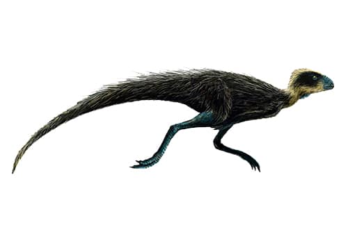 Pisanosaurus