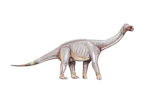 Pleurocoelus