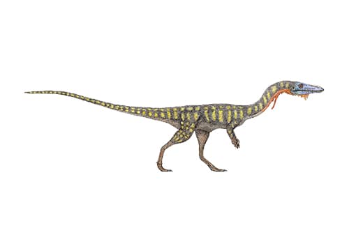 Podokesaurus