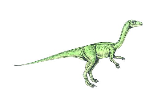 Procompsognathus