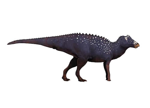 Prosaurolophus