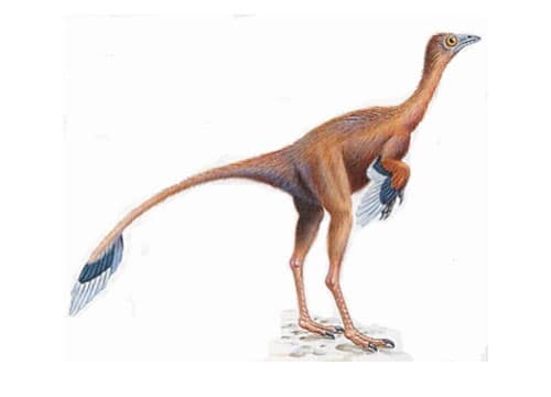 Protarchaeopteryx