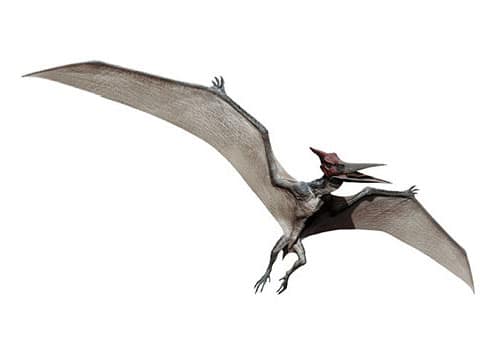 Pteranodon