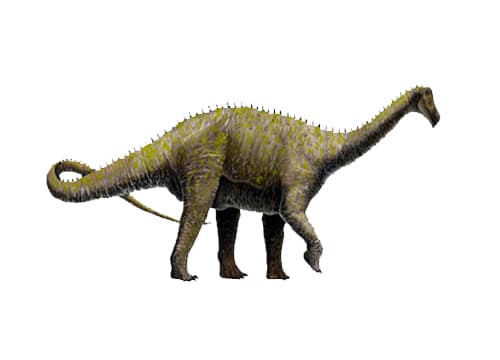 Quaesitosaurus