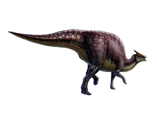 Saurolophus