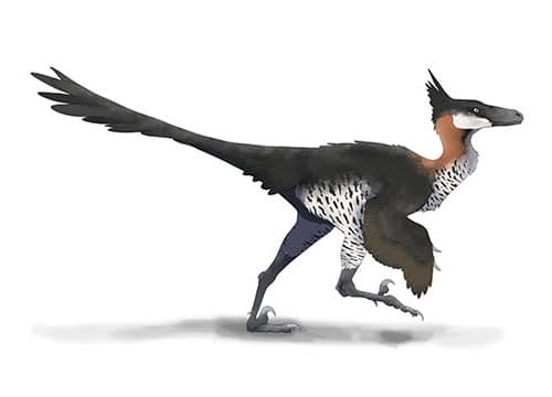 Saurornithoides