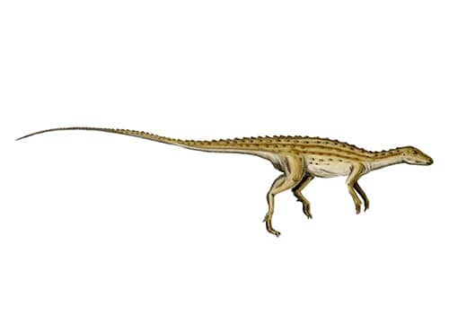 Scutellosaurus