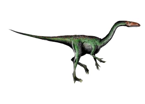 Segisaurus