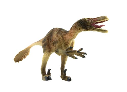 Sinocalliopteryx