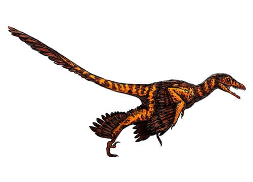 Sinornithosaurus