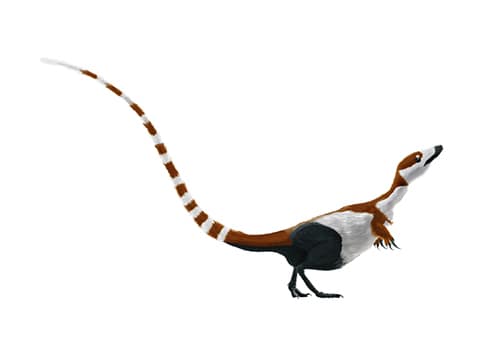 Sinosauropteryx