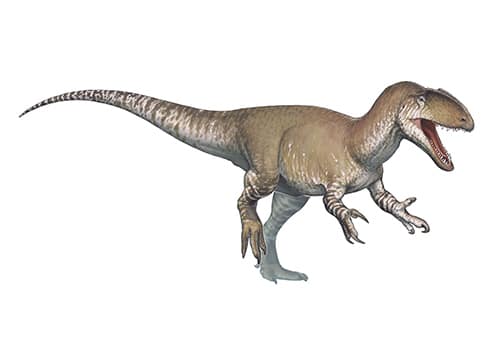 Sinraptor