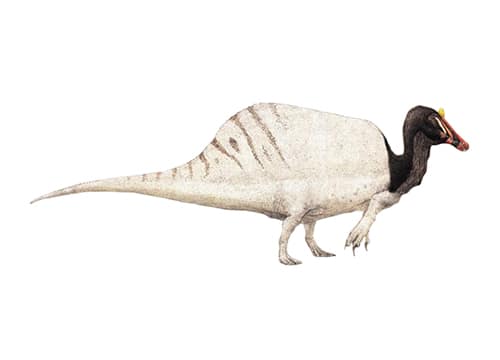 Spinosaurus