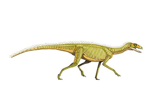 Staurikosaurus