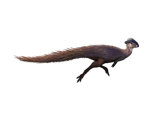 Stegoceras