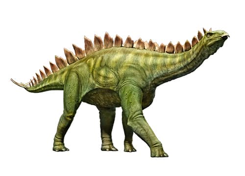 Stegosaurus