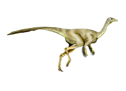 Struthiomimus