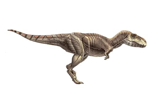 Tarbosaurus