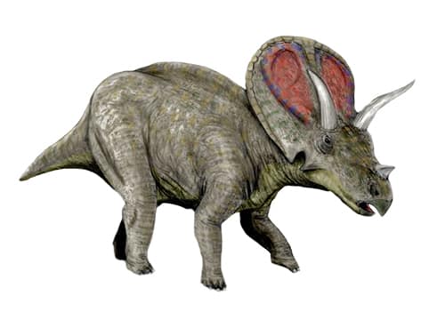 Torosaurus